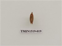 藏品(同翅目(一))的圖片